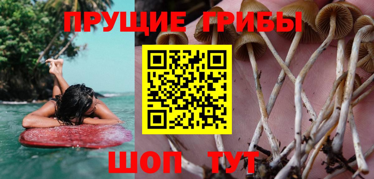 Псилоцибиновые грибы прущие грибы Советск